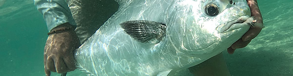 A hand holding a Permit underwater