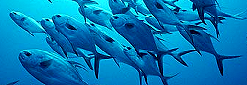 School of Permit